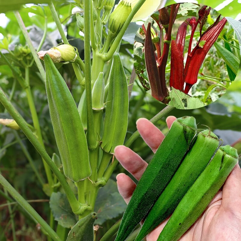 阳台春季黄秋葵种籽大全水果盆栽红秋葵种子蔬菜种孑欧赛圣红秋葵100
