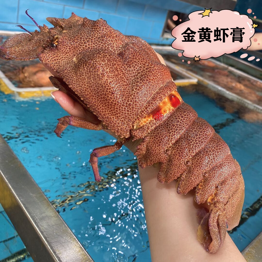 【舔鲜海鲜-顺丰】鲜活犀牛虾2只/斤海鲜水产进口琵琶虾九齿扇虾皮皮