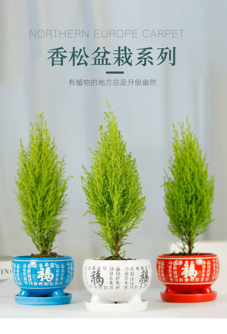 千惠美香松盆栽圣诞小松树香冠柏室内桌面盆景四季常青绿植香松专用土