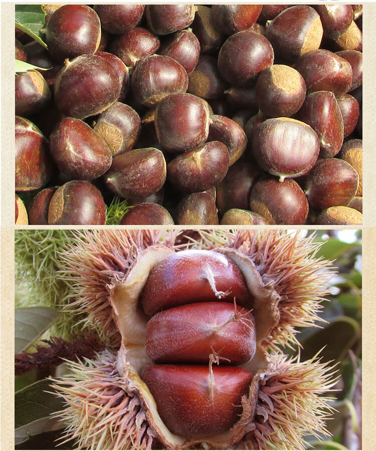 【现采现摘】大板栗生新鲜野生毛板栗批发非油栗子3