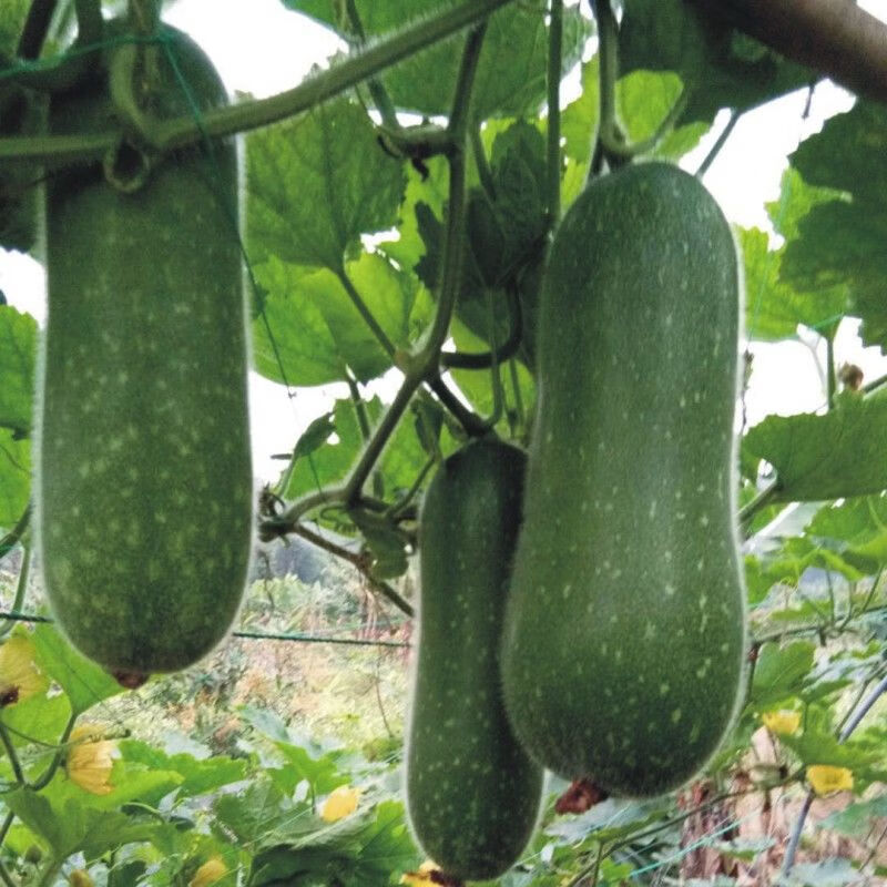 当季新鲜小节瓜农家小毛瓜新鲜蔬菜一个装2斤左右