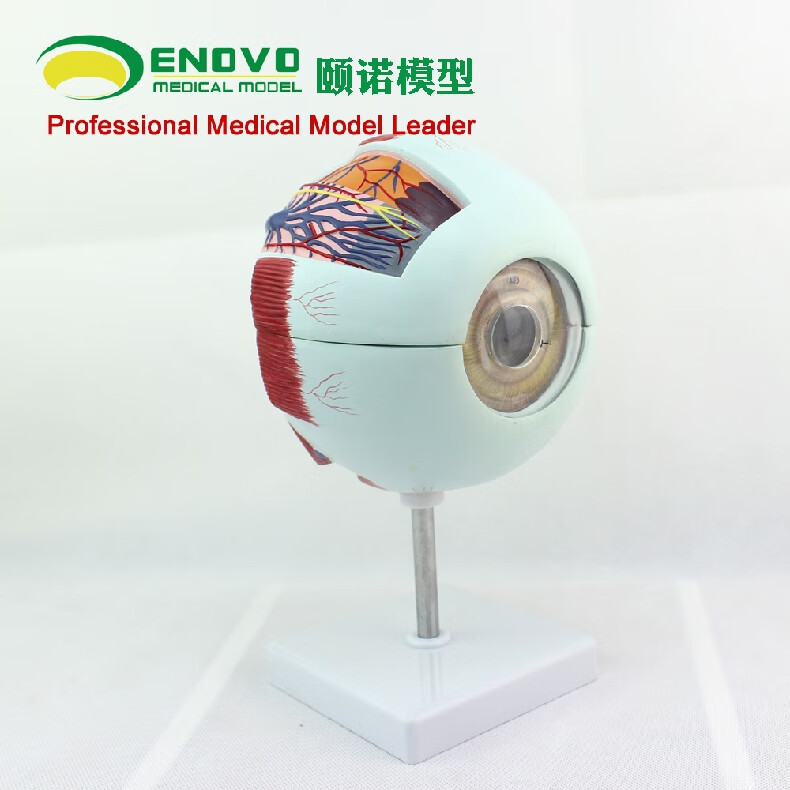 颐诺人体眼球解剖模型眼球模型眼睛解剖学感觉器五官科眼科模型