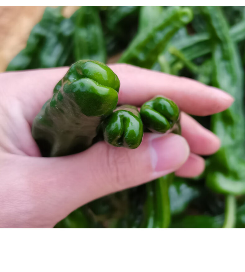 皱皮辣椒螺丝椒超辣青椒农家蔬菜新鲜 5斤 皱皮椒【图片 价格 品牌