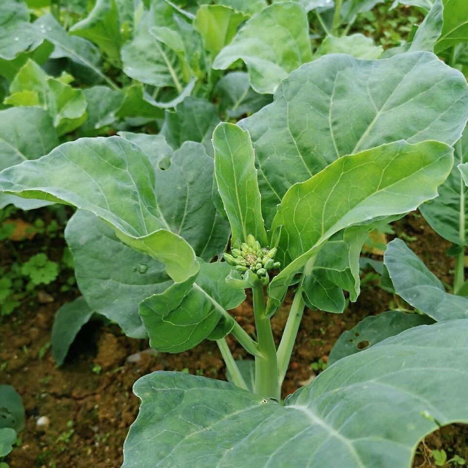 潮汕蔬菜小芥蓝新鲜蔬菜农家自种小芥兰现摘现发年货生鲜礼盒团建活动