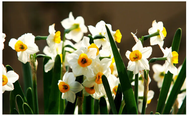 汉柠 水仙花荷兰进口水仙水培植物小盆栽洋水仙花桌面植物花卉绿植