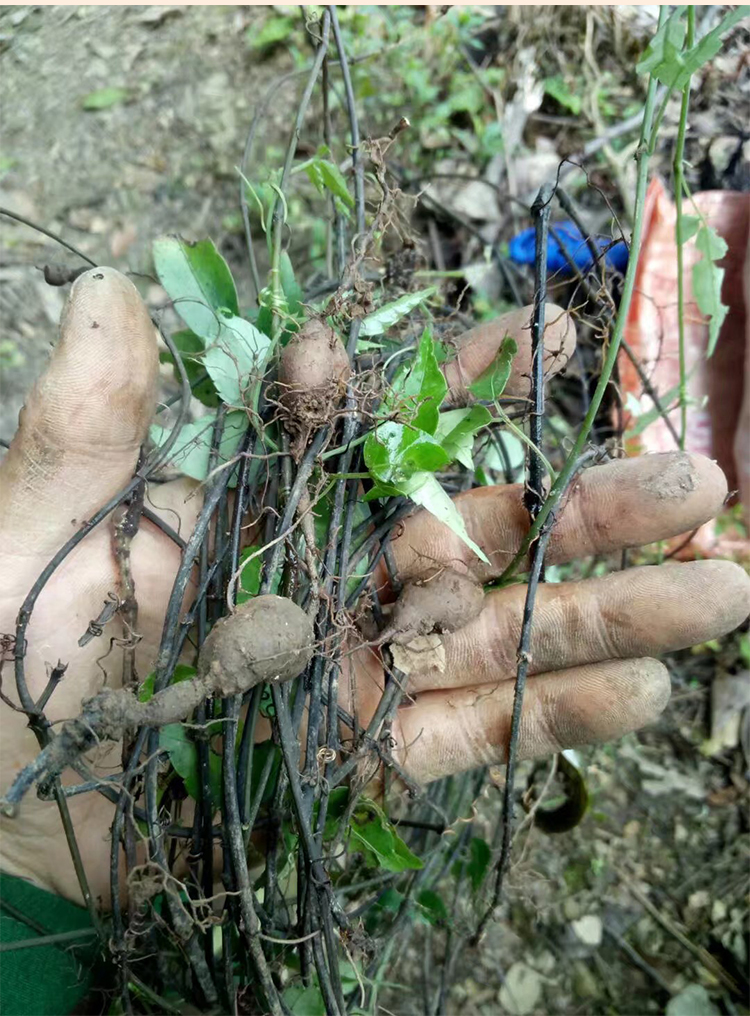 夜之君浙江新鲜野生三叶青中药材金线吊葫芦丝线吊金钟【图片 价格