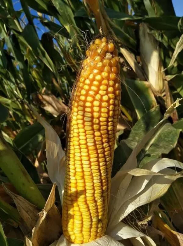 京科968玉米种子国审农科院高产玉米第大棒一抗倒名高产四川山东 -量