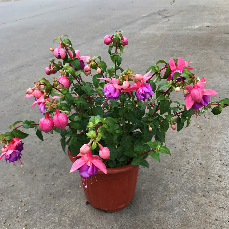 倒挂金钟盆栽花卉吊兰吊钟海棠灯笼海棠大花苗室内外倒挂金钟大盆白皮