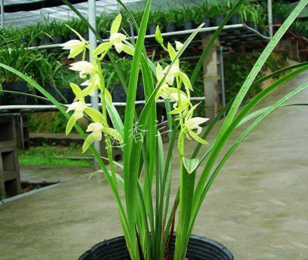 建兰细叶兰花苗边艺罗汉叶艺清香型客厅观花植物绿植盆栽花卉国色天香