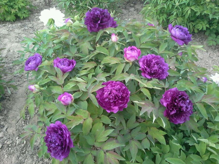 【精选】带芽发货正宗大花牡丹花苗盆栽室内庭院花卉绿植芍药花洛阳