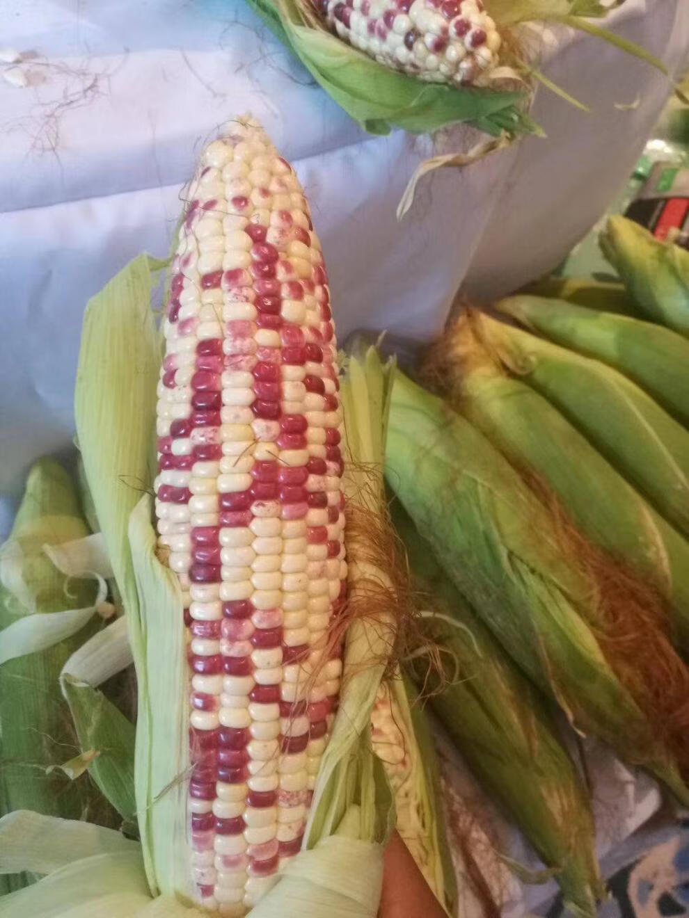 苏瑞钱多多白糯彩糯玉米种超甜糯玉米种高产春秋大田抗病玉米srl