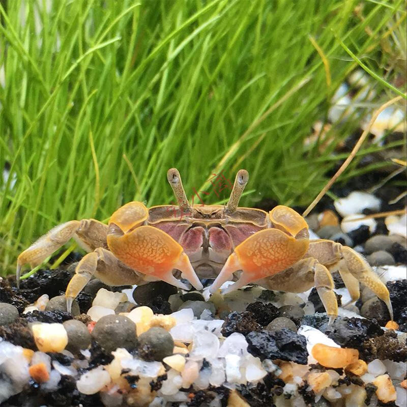 宠物螃蟹观赏蟹吃虫除藻淡水蟹鱼缸爬行底栖动物黑色迷你辣椒蟹1只