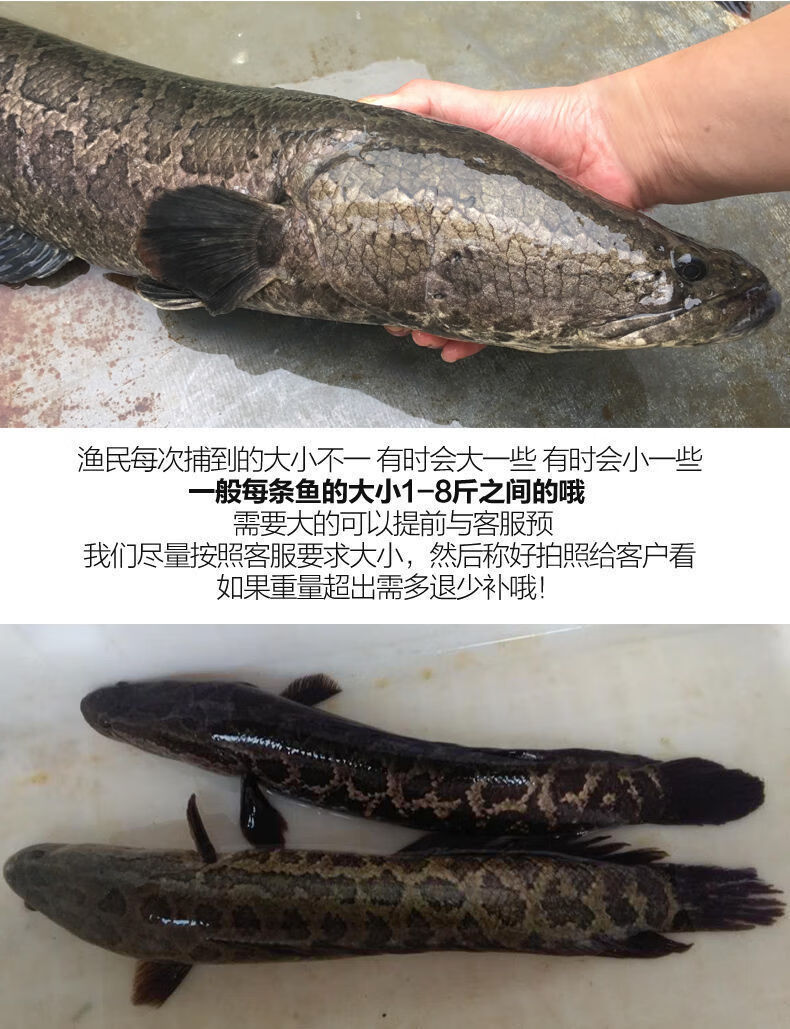 诺斯食美 湖北纯黑鱼乌鱼斑鱼财鱼鱼淡水鱼 净膛后