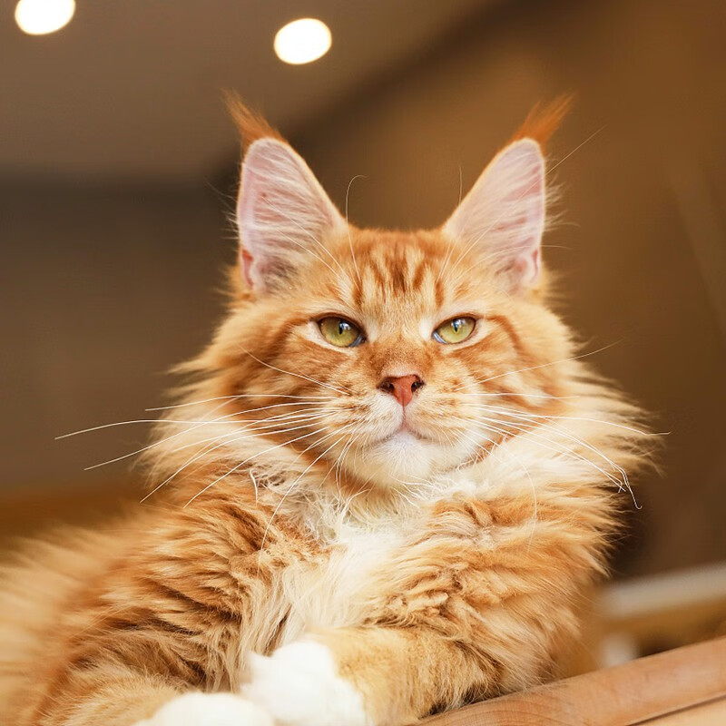 【30天保障】高加索幼犬活体巨型犬纯种宠物狗狗高加索