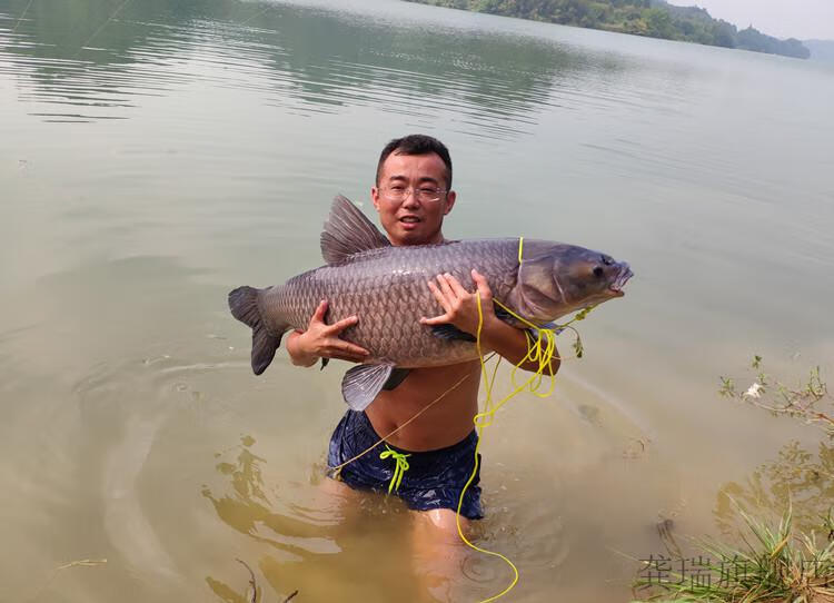 欧鲤钓组配件 欧式鲤钓罗尼钓组成品套装鲤反底钓鲤鱼草鱼青鱼远投钓
