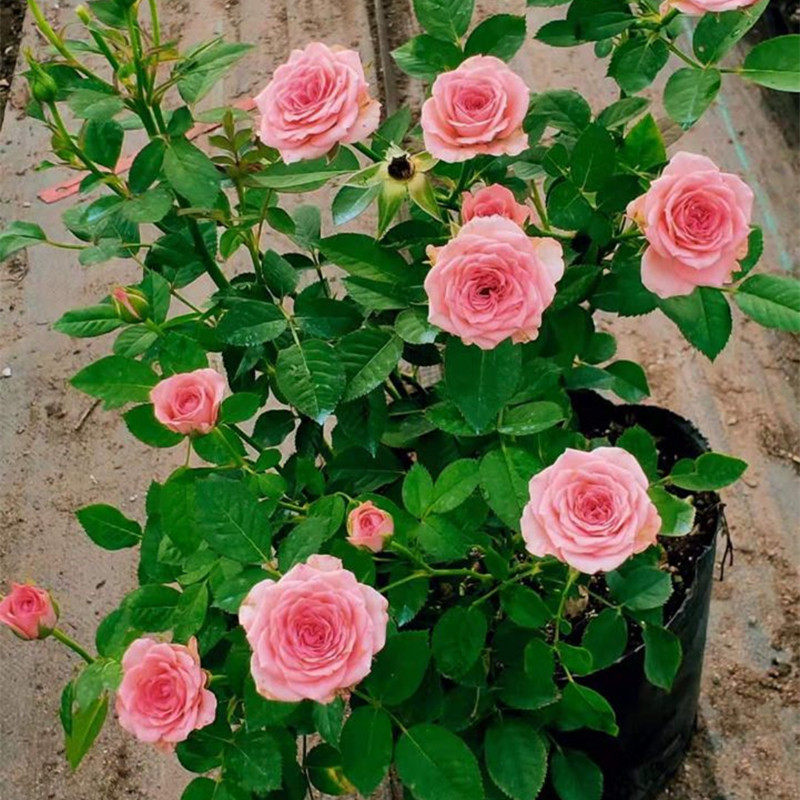 钻石玫瑰红钻月季花苗盆栽四季开花欧月浓香灌木阳台绿植物花卉 夏日