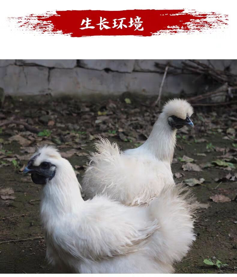 散养乌鸡白凤乌骨鸡农家散养黑鸡现杀白毛乌鸡精品乌鸡两只宰杀后约4