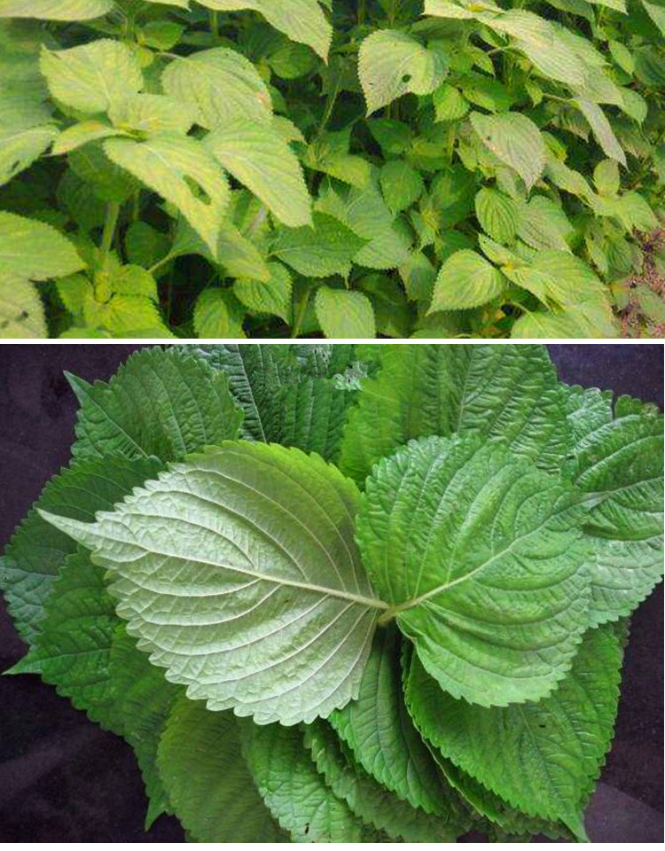 绿苏子种籽 绿苏种子 绿苏叶种籽 草本中药材中草药