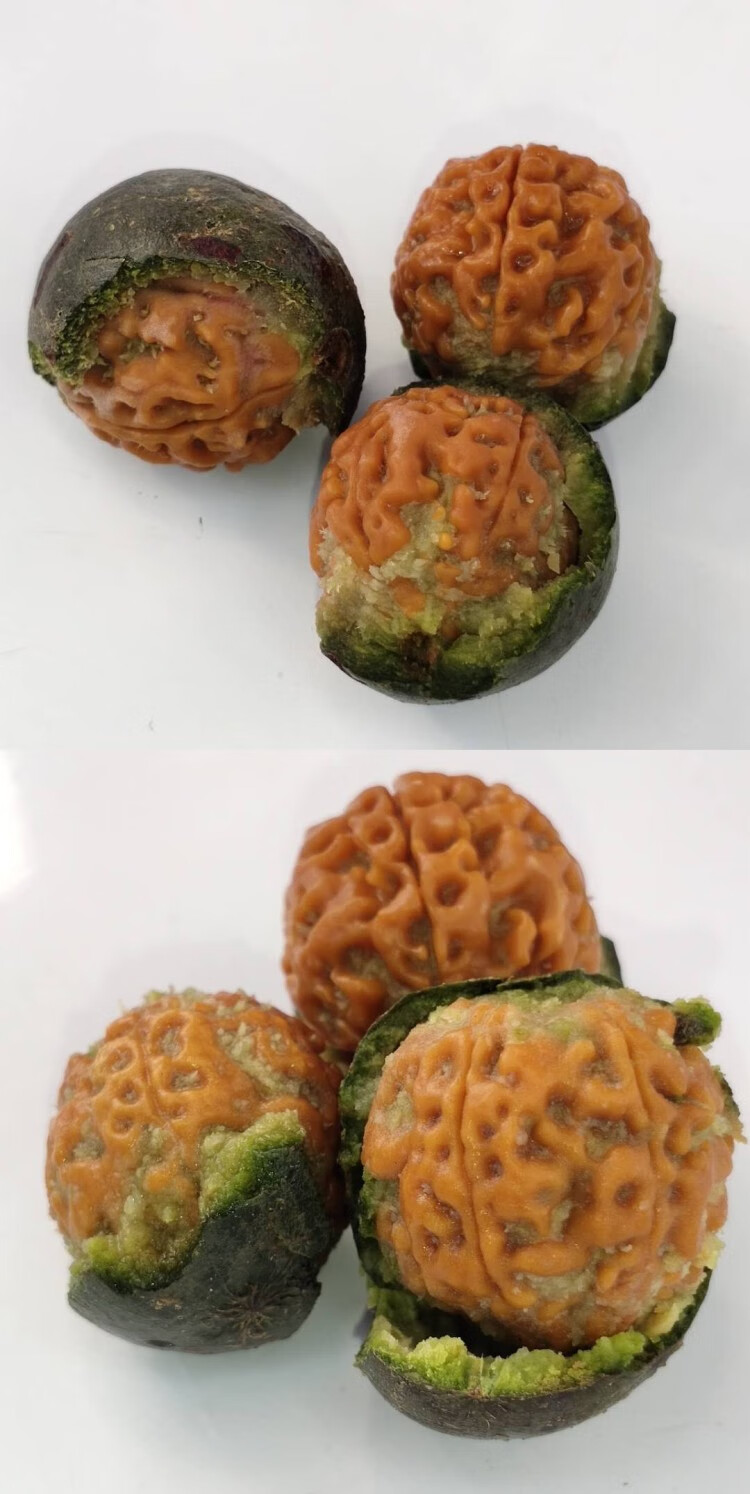 青皮金刚菩提子带皮新鲜赌青皮尼泊尔大金刚菩提子原籽手串崛起玫之尔