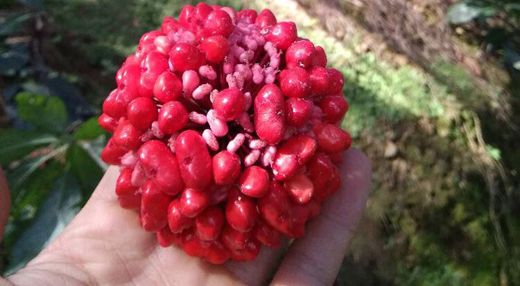 云南文山三七种子红子三七苗新鲜野生特级三七红籽20头中药材 三七