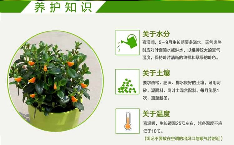 金鱼吊兰牡丹家居客厅办公室内桌面小盆栽花卉植物 金鱼吊兰【原土