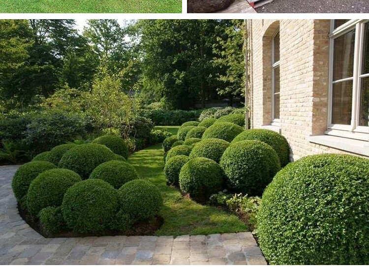 檀雅坊瓜子黄杨球形小叶黄杨树苗金边冬青球园林庭院绿化树苗木四季