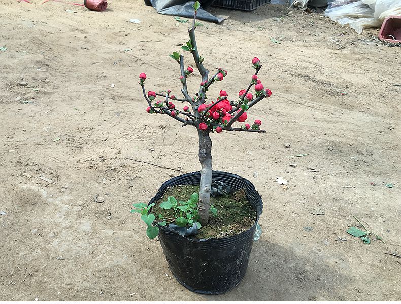 重瓣树桩海棠观花室内外盆栽老桩植物盆景开花棠花22鸳鸯海棠树杆2