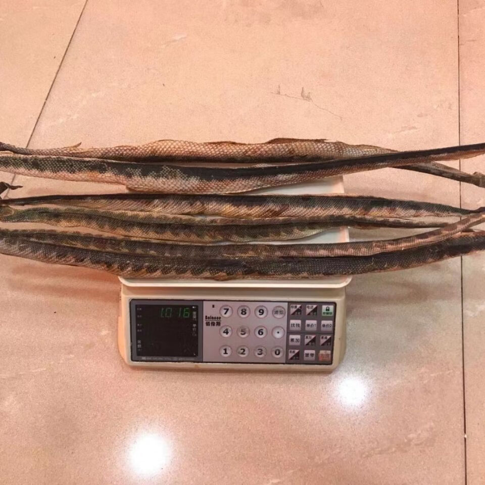 深海海蛇干货足干大号中和煲汤泡酒新鲜渔民自晒滋补营养漂亮 船晒