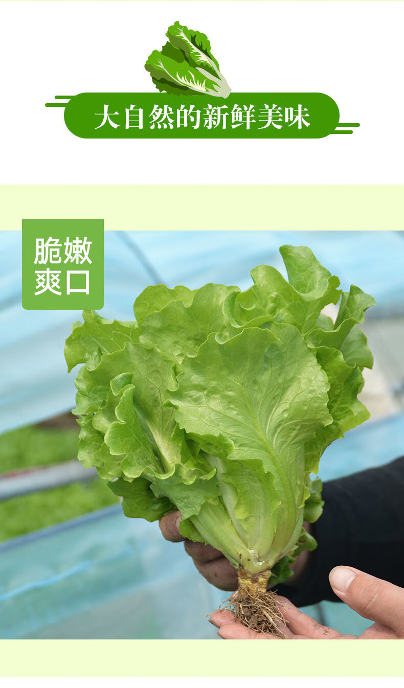 洛阳新鲜生菜烤肉卷生菜沙拉奶油生菜火锅涮生菜菜叶子菜新鲜农家生菜