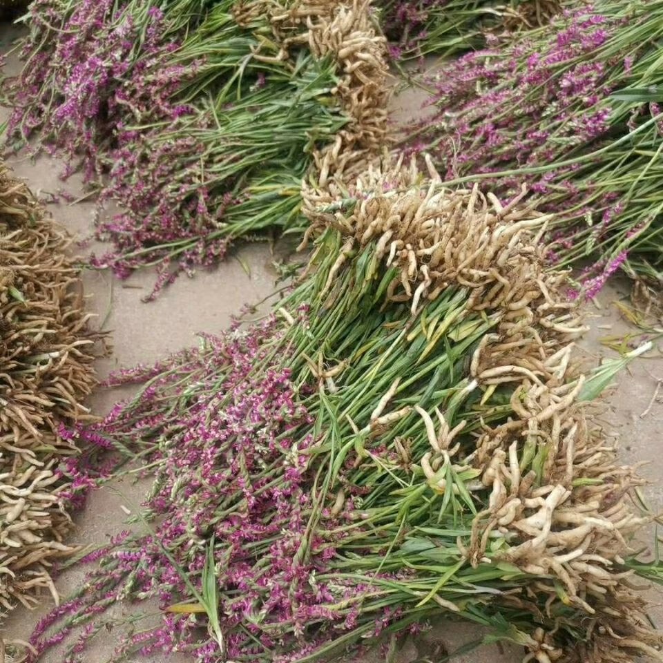 【官方旗舰】贵州省盘龙参龙抱柱镰刀草海珠草 龙盘旋鲤鱼草飞龙 盘龙