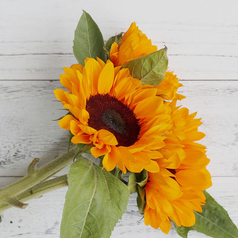 旧故里 向日葵鲜花云南昆明基地批发新鲜家用水养插花 向日葵5支