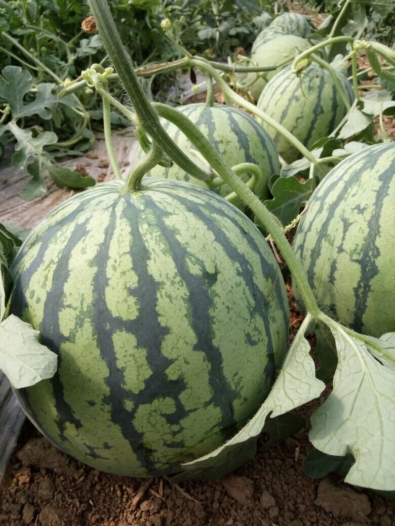 冰糖麒麟王西瓜种子麒麟早熟特甜特大8424西瓜种籽南方四季阳台冰糖