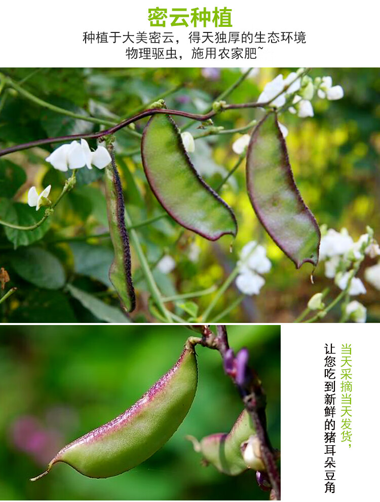 农家生态种植猪耳朵豆角扁豆角绿色新鲜蔬菜现摘现发3斤装
