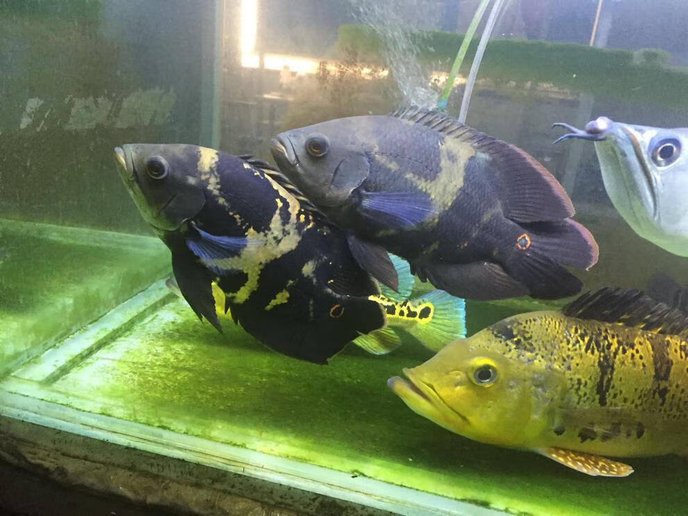 地图鱼七星奥图鱼活体观赏热带凶猛鱼大黄蜂地图野图鱼奥里诺科地图68