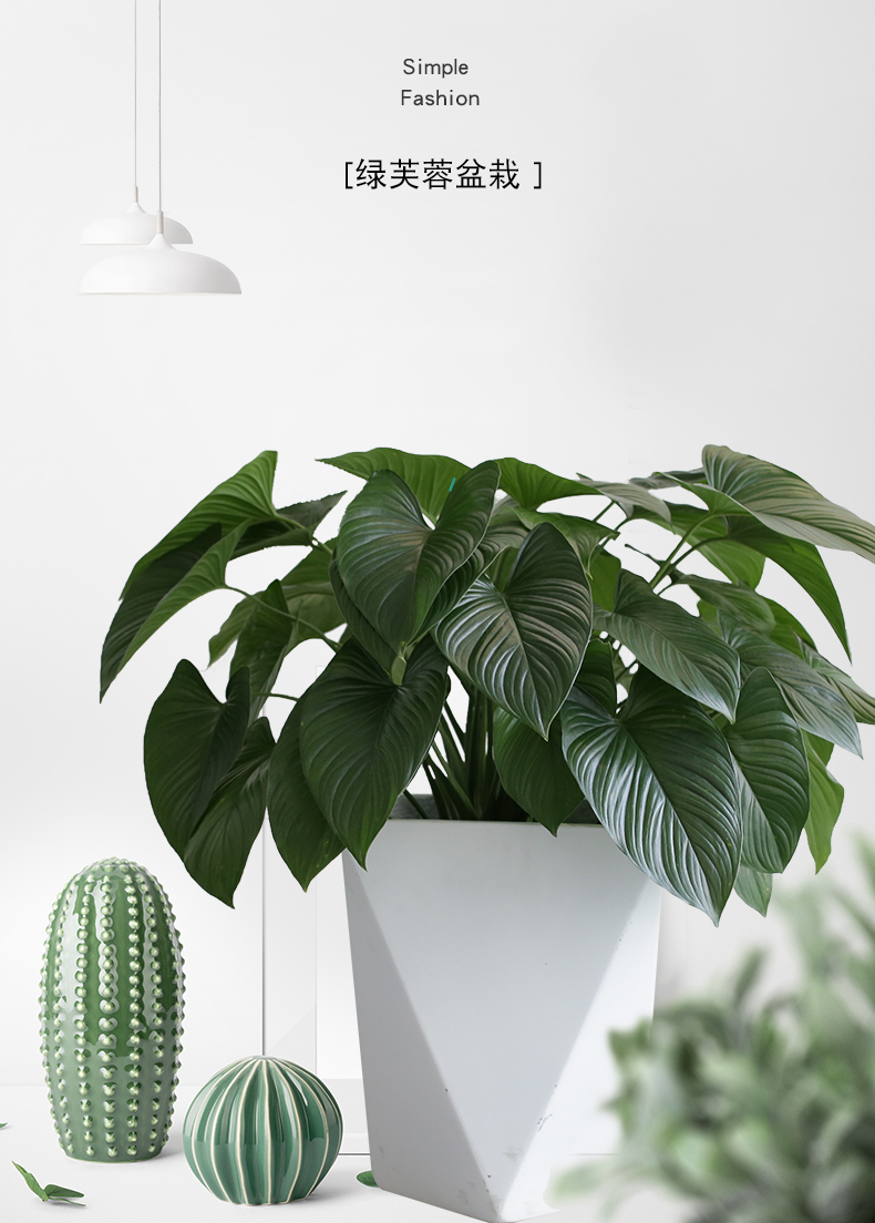 绿芙蓉尤朵拉小型室内盆栽绿植客厅卧室百搭植物办公室前台阳台绿芙蓉