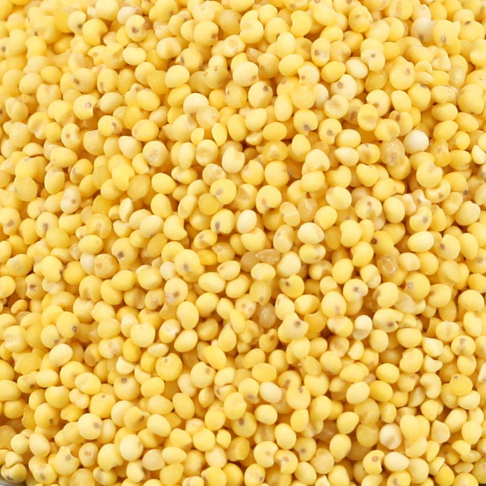 东北大黄米5斤新米黏黄米粘糯小米黍子米粘豆包粽子黏米饭黏黄米