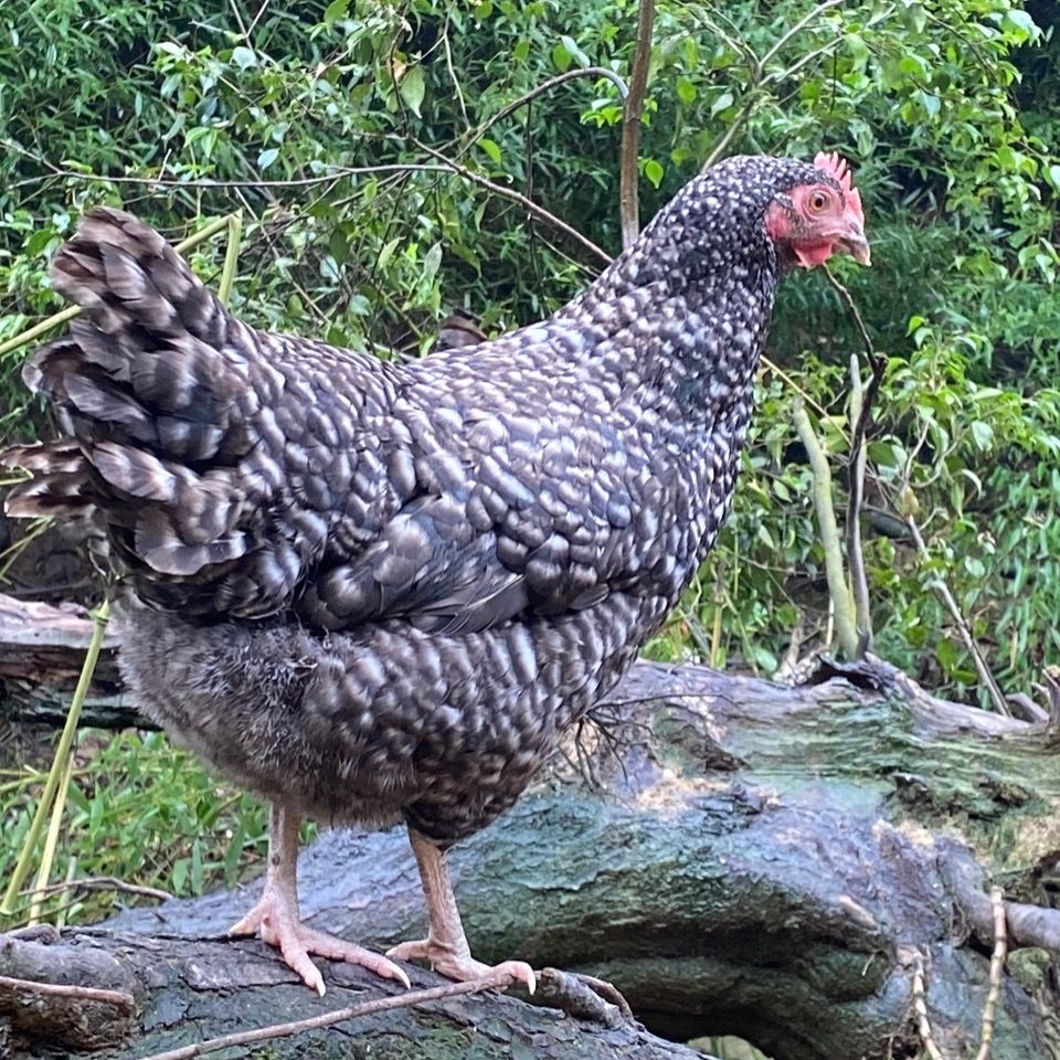 汶上芦花鸡苗活体下蛋芦花鸡母鸡公鸡五黑苗鸡贵妃鸡麻羽鸡土鸡母鸡
