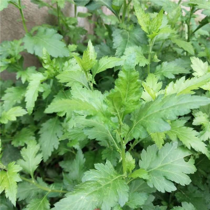 新鲜菊花叶菊花脑现摘时令蔬菜1斤