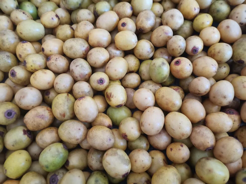 贝娇芬 江西野生酸枣黄酸枣鼻涕果五眼果南酸枣青酸枣子酸枣糕五眼果