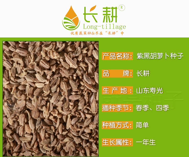 颜集卉进口紫黑胡萝卜种子水果艳紫胡萝卜种种籽阳台盆栽四季蔬菜种孑