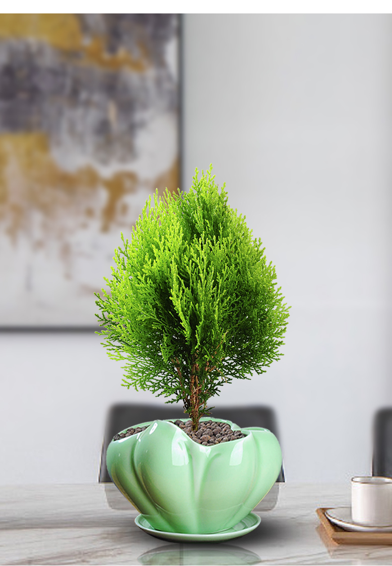 黄金柏盆栽室内柏树盆景绿植办公桌面好养花卉绿植t10黄金柏小清新