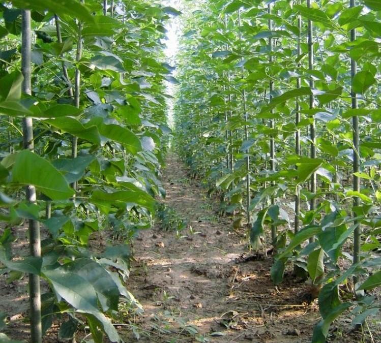 绿化苗木白蜡树苗白蜡杆树苗速生白腊树苗对节白蜡大小苗白腊8012米高