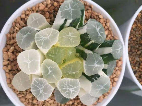 soumiety冰灯玉露十二卷多肉新品霓虹灯黑肌锦万象寿玉扇虞姬组培苗满