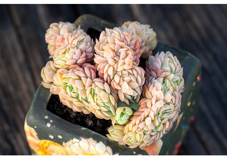 香妃月影缀化多肉植物稀有品种多肉小盆栽超萌肉肉进口贵货缀化老桩幅