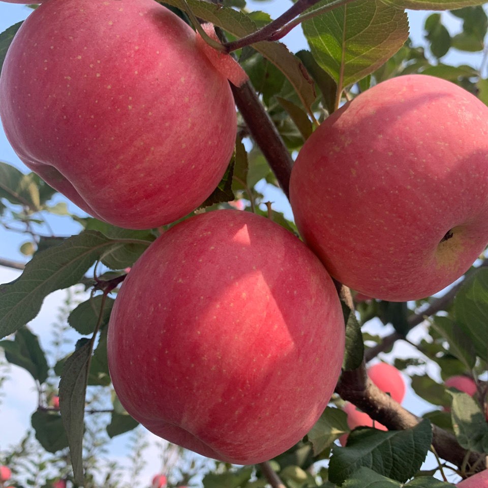 萌阁辽宁寒富苹果新鲜红富士苹果水果拍2件5斤装合发带箱10斤大果脆甜