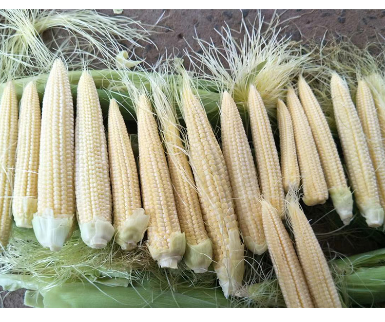 玉米笋种子笋玉米嫩苞米籽鲜食 炒菜炖汤煲粥种籽甜脆香蔬菜籽 原装30