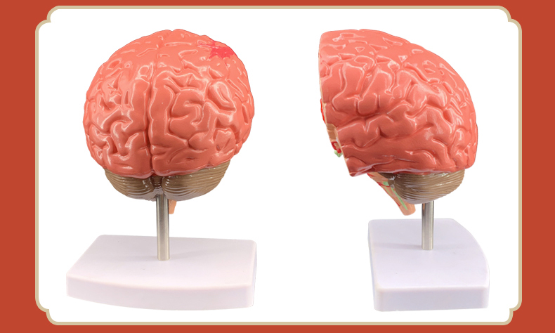 2021新款人体器官解剖模型大脑结构层次模块医院学校教学演示摆件可