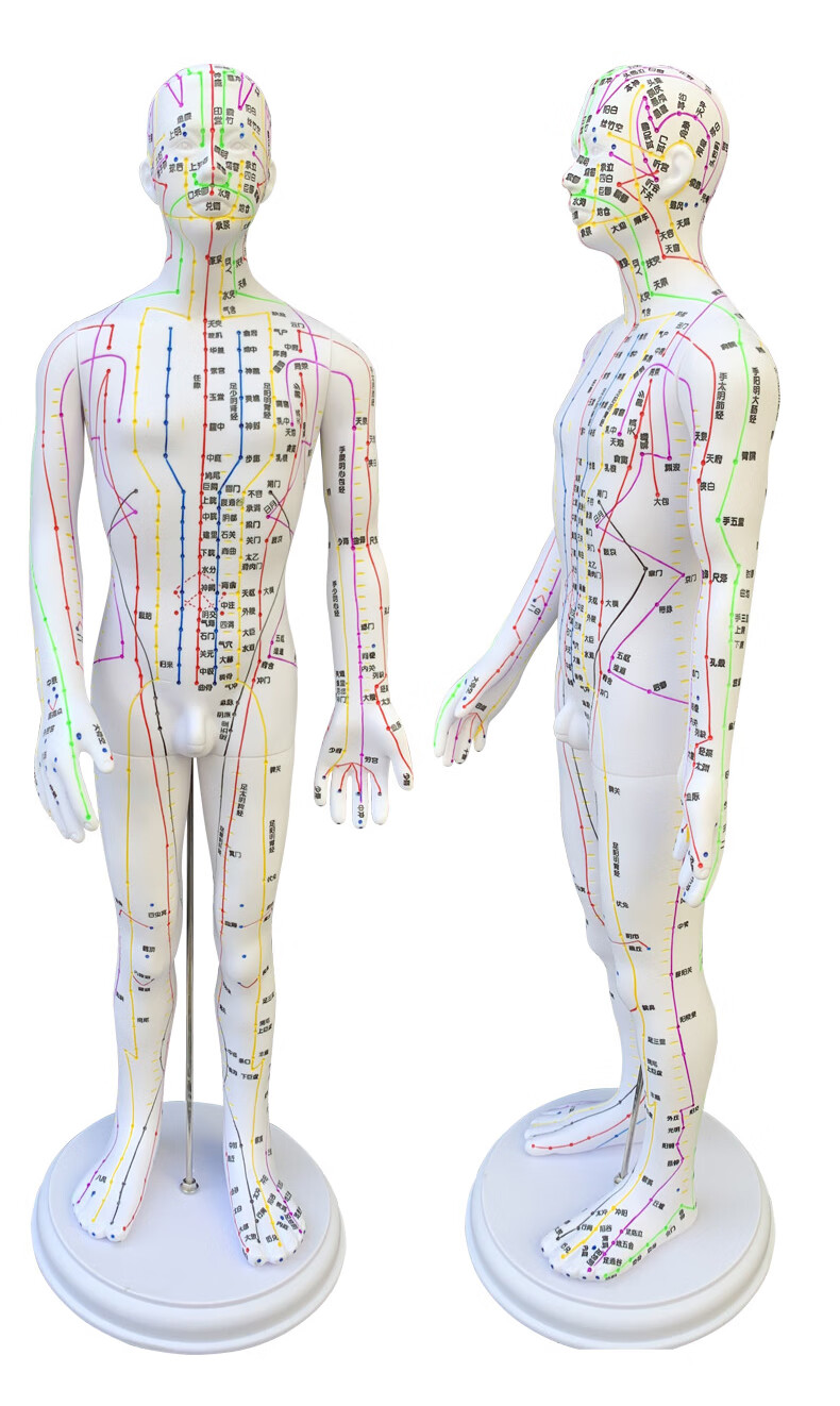 人体针灸模型经络穴位中医全身十二铜人模特图小人扎针练习小皮人白男