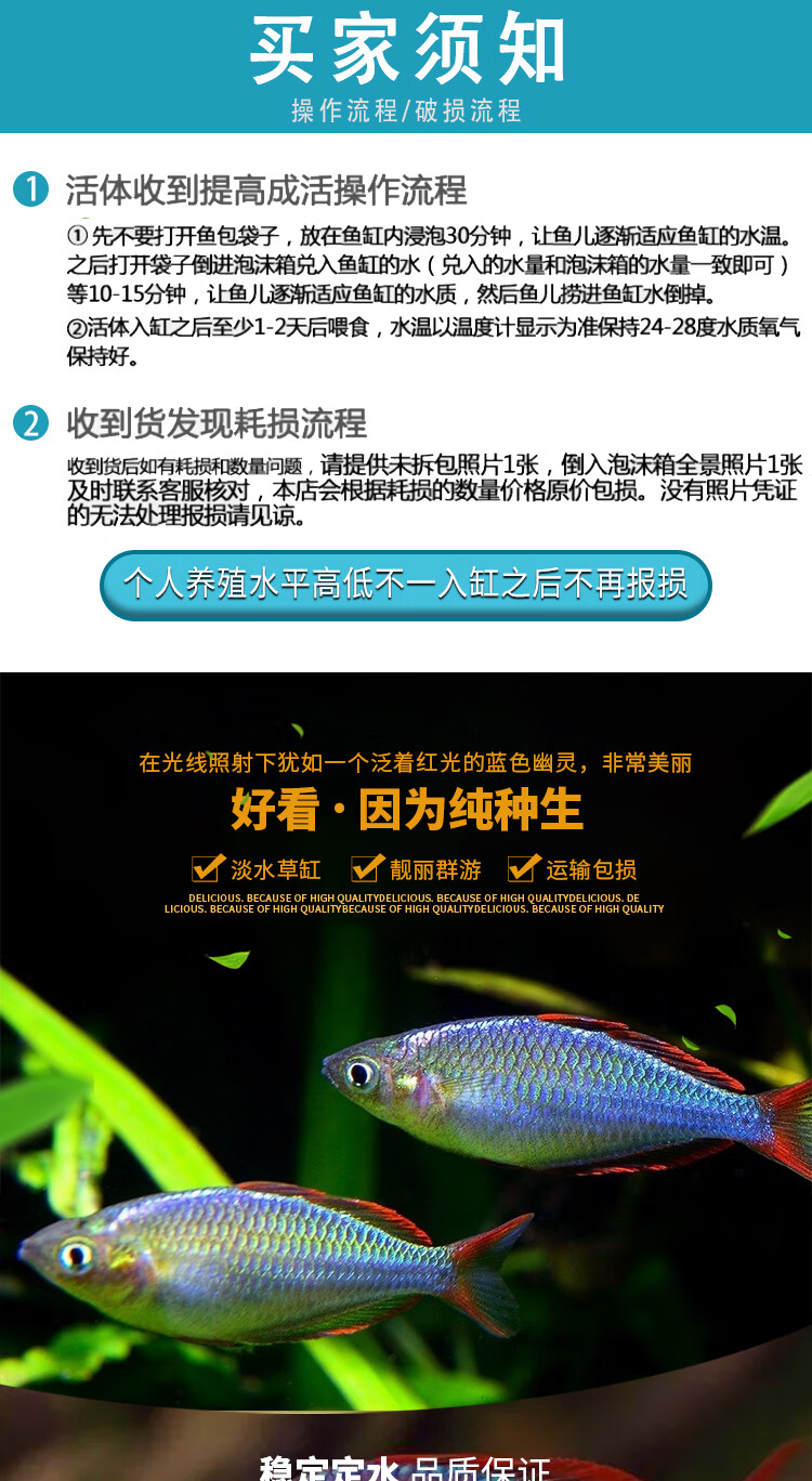 vieruodis电光美人鱼石美人刚果美人蓝美人电光球热带观赏鱼活体