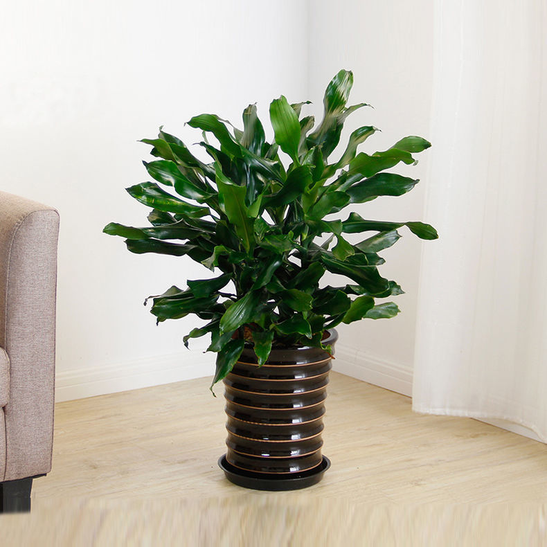 精选现发大型螺纹铁植物花卉盆栽客厅办公室室内阳台四季常青绿植螺纹